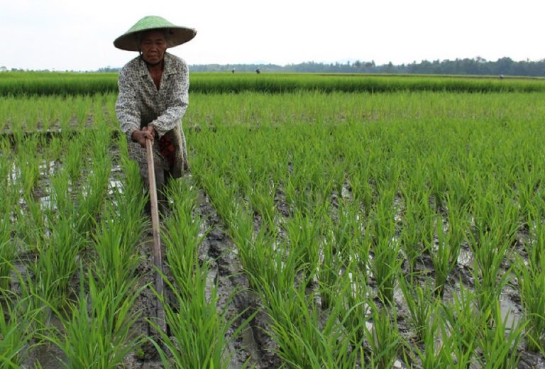 Alat Pertanian Tradisional