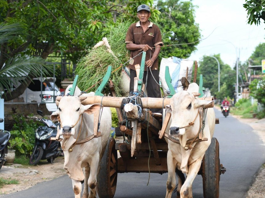 Alat Transportasi Tradisional Cikar