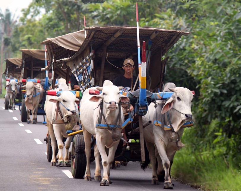 Alat Transportasi Tradisional Pedati