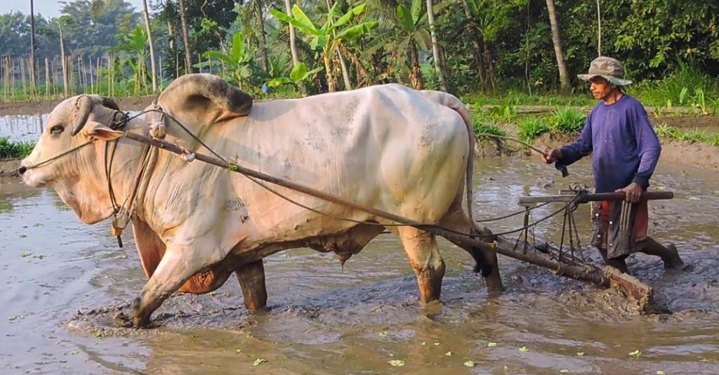 Luku (Bajak Tradisional)